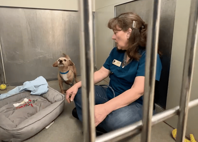 Tiny Terrier Barked at Everyone—But One Leash Changed Everything